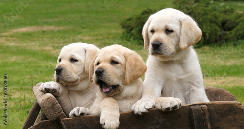 Labrador Retriever, Yellow Puppies in a Wheelbarrow, Normandy in France © slowmotiongli