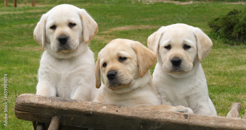 Labrador Retriever, Yellow Puppies in a Wheelbarrow, Normandy in France