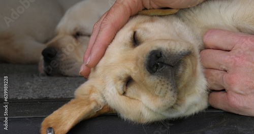 Yellow Labrador Retriever, Puppy Sleeping in the Trunk of a Car, Hand of Woman, Normandy in France © slowmotiongli