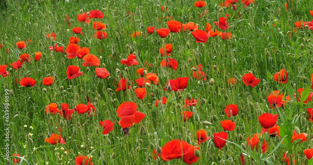 Fototapeta premium Poppies field, papaver rhoeas, in bloom, near Sibenik in Croatia