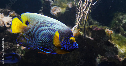 Blueface Angelfish  pomacanthus xanthometopon  Adult near Coral   Fish from the Indian Ocean