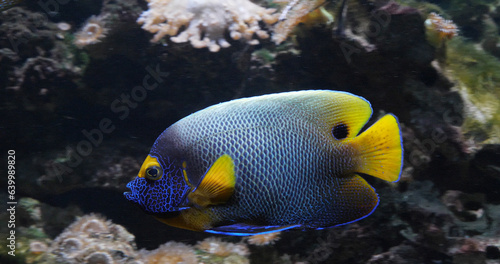 Blueface Angelfish, pomacanthus xanthometopon, Adult near Coral , Fish from the Indian Ocean © slowmotiongli