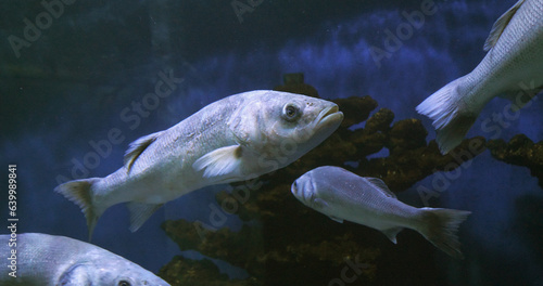 Sea Bass, dicentrarchus labrax, Group Swimming © slowmotiongli