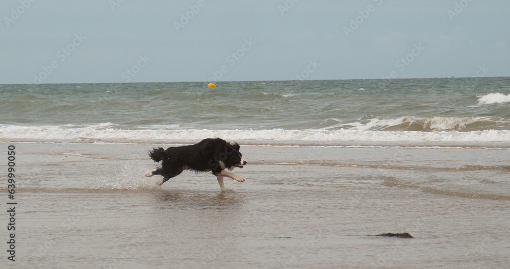 Border Collie Dog, Male Running on the Beach, Normandy Border Collie Dog, Male Running on the Beach, Normandy