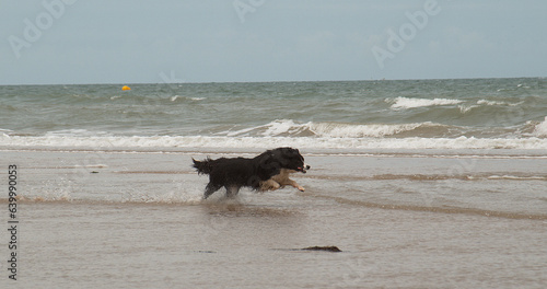 Border Collie Dog, Male Running on the Beach, Normandy