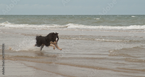 Border Collie Dog, Male Running on the Beach, Normandy