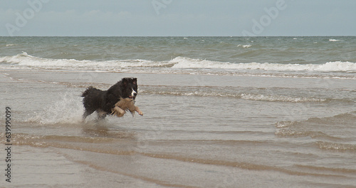 Border Collie Dog, Male Running on the Beach, Normandy