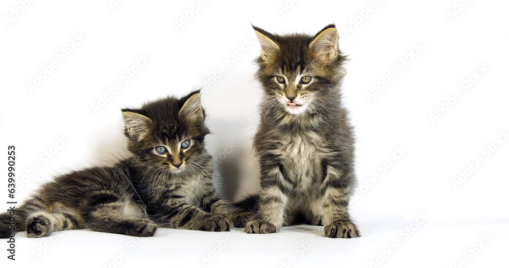 Brown Blotched Tabby Maine Coon Domestic Cat, Kittens playing against White Background, Normandy in France