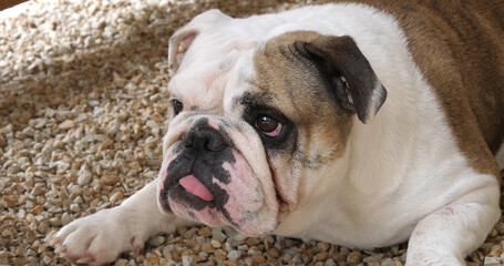 Leinwandbilder Französische Bulldogge Englische Bulldogge auf Terrasse Normandie  © slowmotiongli