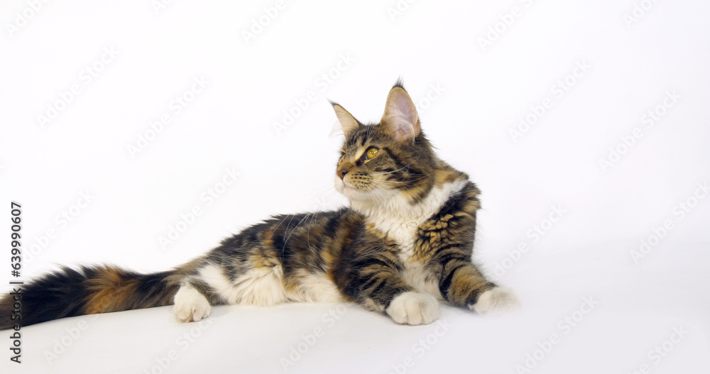 Brown Tortie Blotched Tabby and White Maine Coon Domestic Cat, Female against White Background, Normandy in France