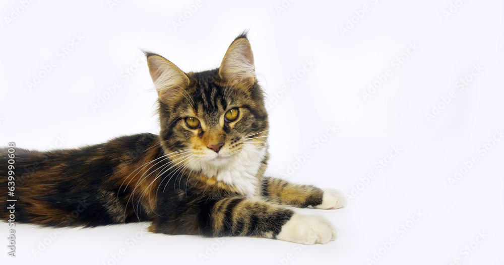 Brown Tortie Blotched Tabby and White Maine Coon Domestic Cat, Female against White Background, Normandy in France