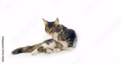 Brown Tortie Blotched Tabby and White Maine Coon Domestic Cat, Female against White Background, Normandy in France © slowmotiongli