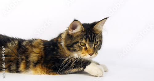 Fototapeta Naklejka Na Ścianę i Meble -  Brown Tortie Blotched Tabby and White Maine Coon Domestic Cat, Female against White Background, Normandy in France