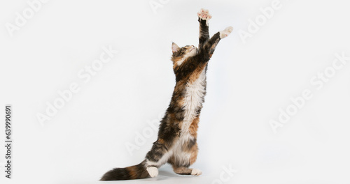 Brown Tortie Blotched Tabby and White Maine Coon Domestic Cat, Female playing against White Background, Normandy in France