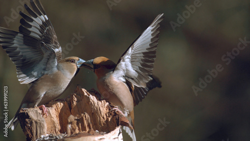 Photographie Hawfinch, coccothraustes coccothraustes, Fight between two Birds, Adult in Fligh