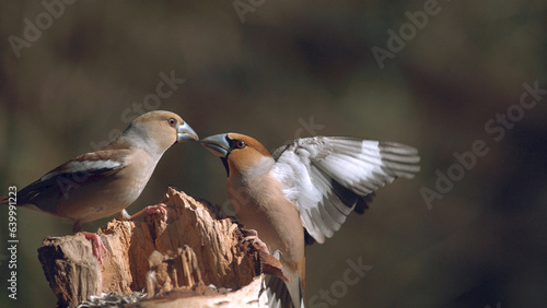 Obraz na plátně Hawfinch, coccothraustes coccothraustes, Fight between two Birds, Adult in Fligh