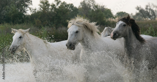 Camargue Horse  Herd trotting or galloping through Swamp  Saintes Marie de la Mer in Camargue  in the South of France