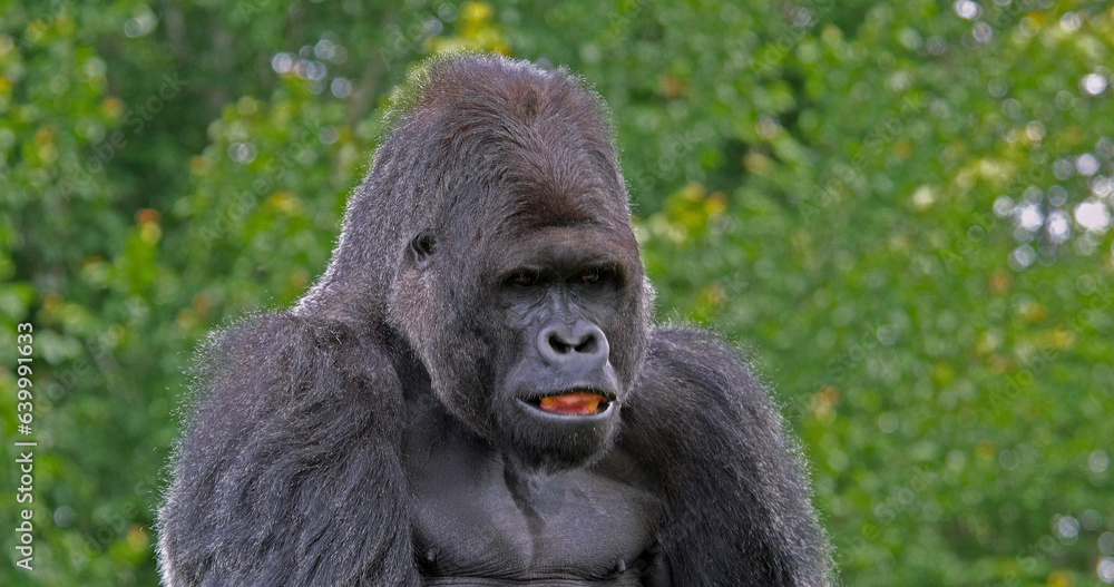 Eastern Lowland Gorilla, gorilla gorilla graueri, Portrait of Male Eastern Lowland Gorilla, gorilla gorilla graueri, Portrait of Male