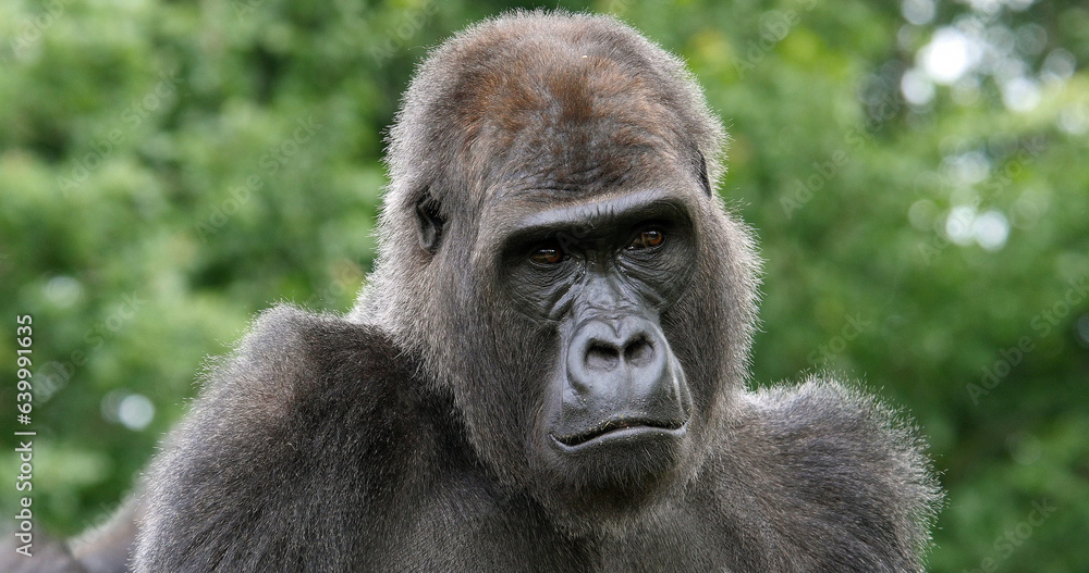 Fototapeta premium Eastern Lowland Gorilla, gorilla gorilla graueri, Portrait of Female