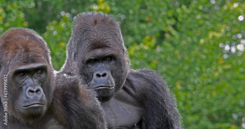 Eastern Lowland Gorilla, gorilla gorilla graueri, Portrait of Male and Female © slowmotiongli