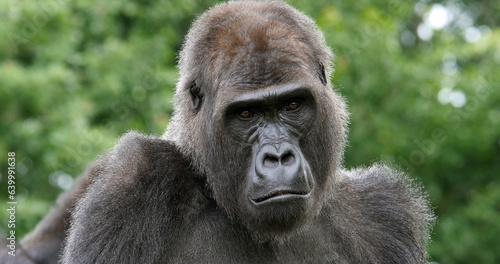 Eastern Lowland Gorilla  gorilla gorilla graueri  Portrait of Female