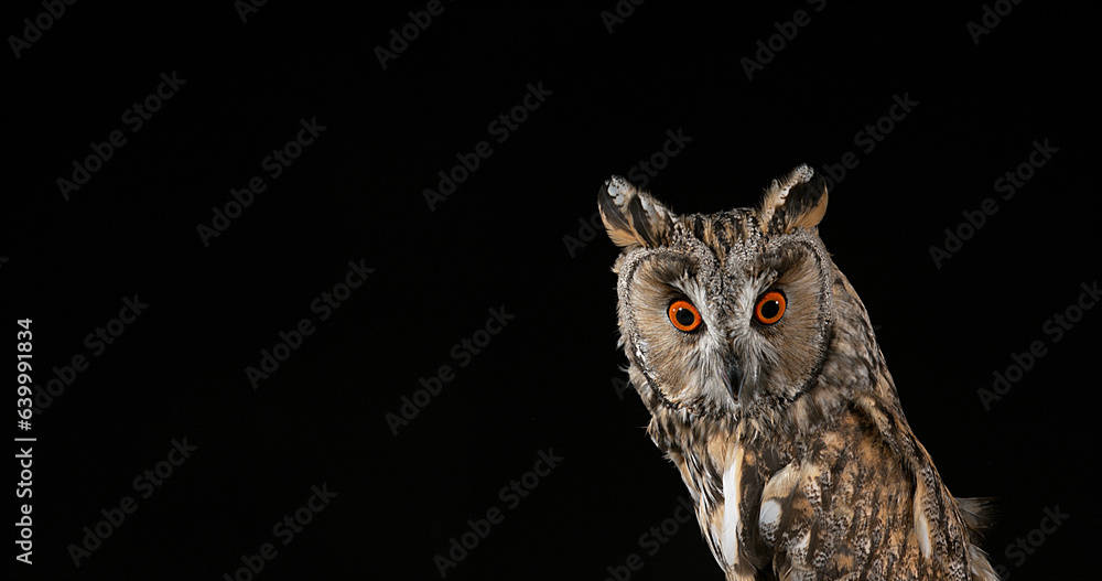 Long Eared Owl, asio otus, Portrait of Adult, Normandy in France Long Eared Owl, asio otus, Portrait of Adult, Normandy in France