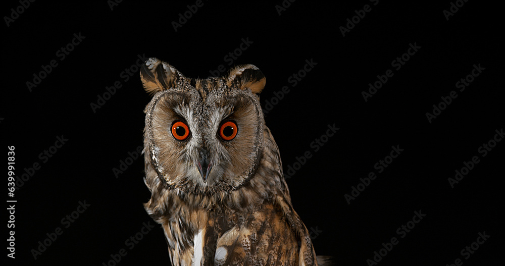 Fototapeta premium Long Eared Owl, asio otus, Portrait of Adult, Normandy in France