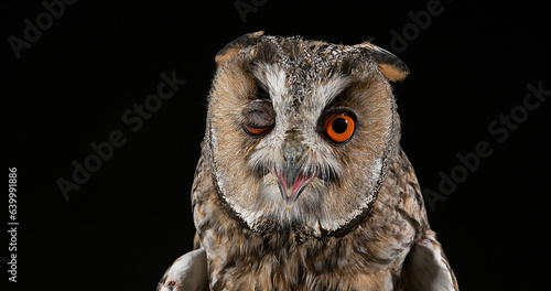 Long Eared Owl, asio otus, Portrait of Adult, Normandy in France © slowmotiongli