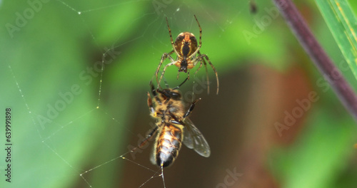 European Honey Bee, apis mellifera, Adult trapped on the silk of spider web, Normandy