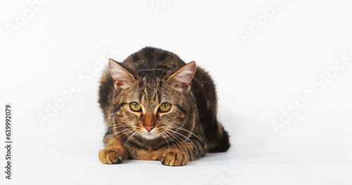 Brown Tabby Domestic Cat, Female on White Background