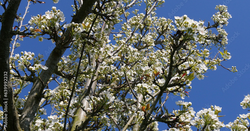 Fototapeta premium Branch of Apple Tree in Flowers, against blue sky, Normandy