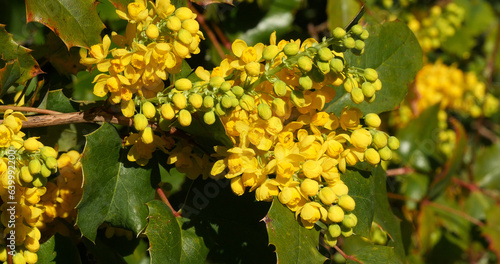 Hollyleaved barberry in bloom, mahonia sp., in a garden in Normandy photo