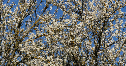 Branch of Apple Tree in Flowers, against blue sky, Normandy