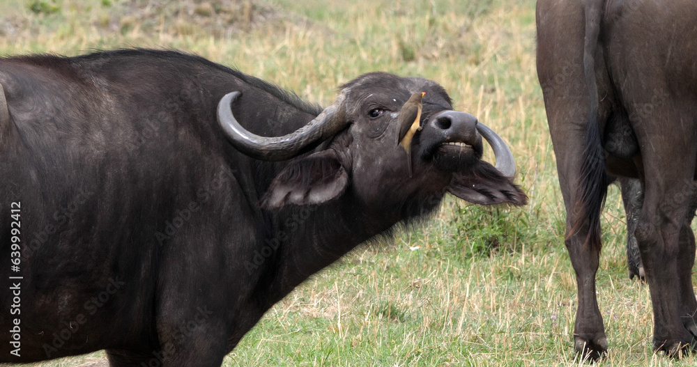 Obraz premium African Buffalo, syncerus caffer, Adult with Yellow Billed Oxpecker, buphagus africanus, Masai Mara Park in Kenya
