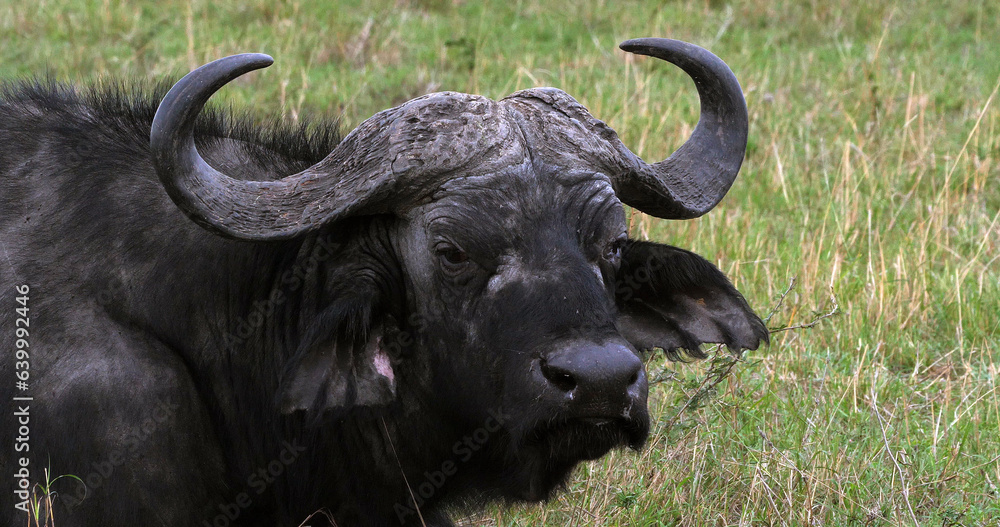 African Buffalo, syncerus caffer, Adult who ruminates, Masai Mara Park in Kenya African Buffalo, syncerus caffer, Adult who ruminates, Masai Mara Park in Kenya