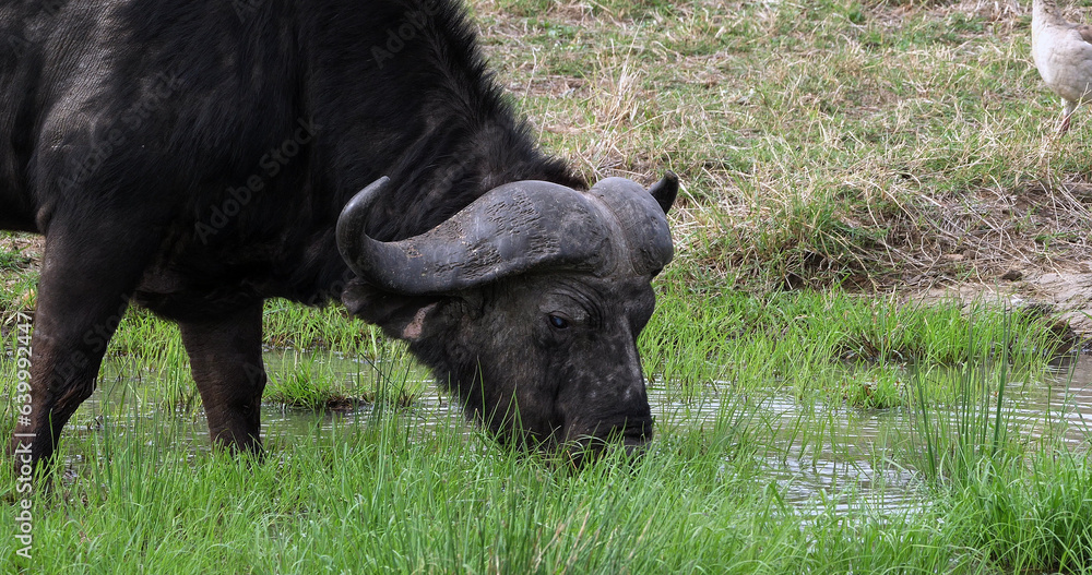 African Buffalo, syncerus caffer, Adult feeding in Swamp, Masai Mara Park in Kenya African Buffalo, syncerus caffer, Adult feeding in Swamp, Masai Mara Park in Kenya