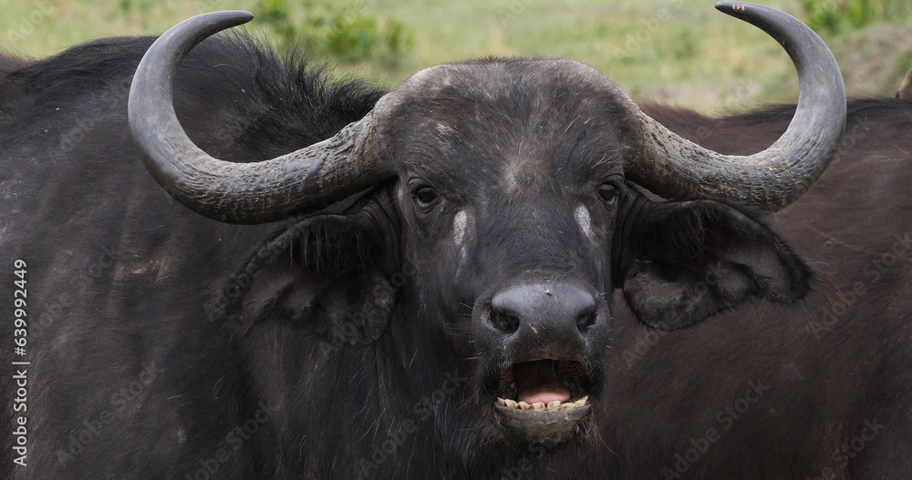 Fototapeta premium African Buffalo, syncerus caffer, Adult who ruminates, Masai Mara Park in Kenya