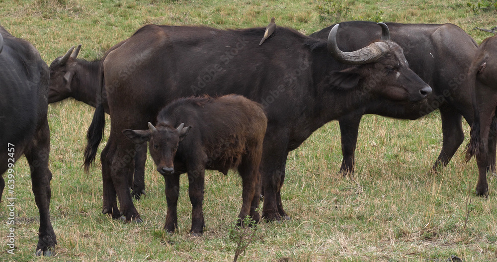African Buffalo, syncerus caffer, Mother and Calf, Masai Mara Park in Kenya