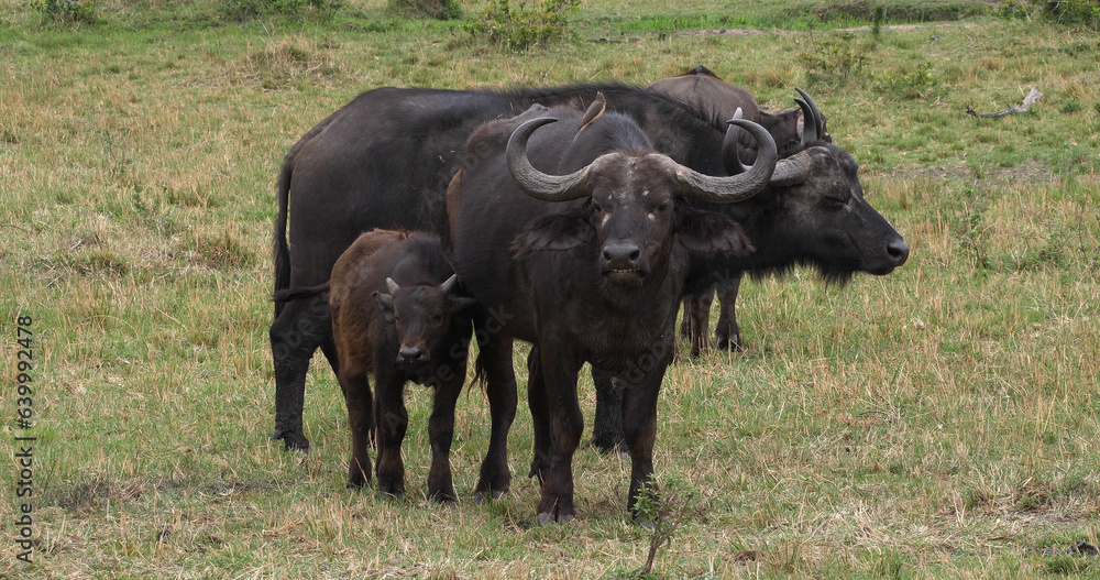 African Buffalo, syncerus caffer, Mother and Calf, Masai Mara Park in Kenya African Buffalo, syncerus caffer, Mother and Calf, Masai Mara Park in Kenya