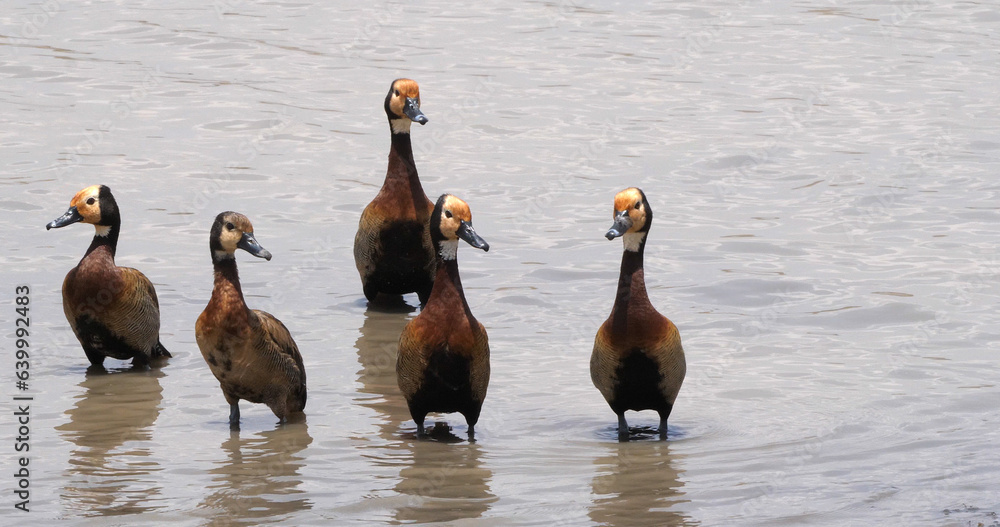 Fototapeta premium White Faced Whistling Duck, endrocygna viduata, Group standing in Water, Masai Mara Park in Kenya