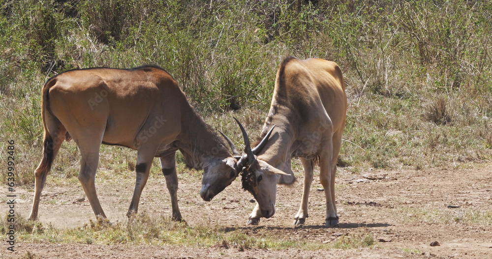 Cape Eland, taurotragus oryx, Males Fighting, Nairobi Park in Kenya, Masai Mara Park in Kenya