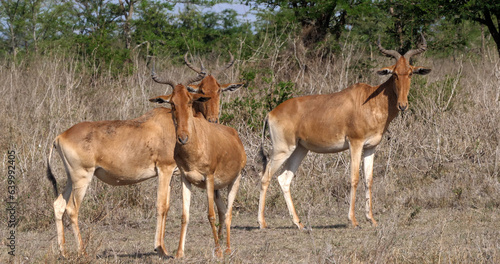 Hartebeest, alcelaphus buselaphus, Herd standing in Savanna, Masai Mara Park, Kenya