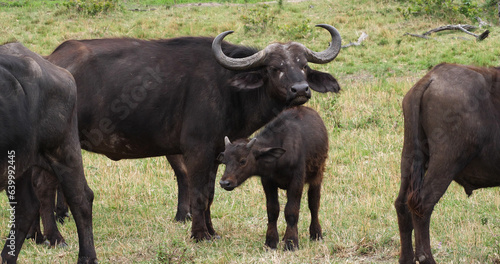 African Buffalo, syncerus caffer, Mother and Calf, Masai Mara Park in Kenya