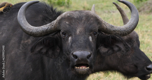 African Buffalo, syncerus caffer, Adult with Yellow Billed Oxpecker, buphagus africanus, Masai Mara Park in Kenya