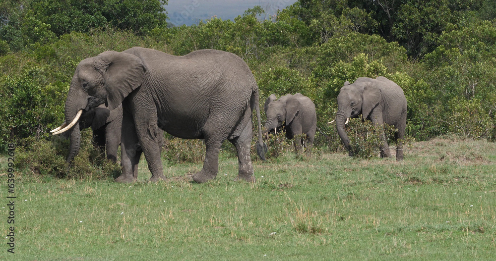 Obraz premium African Elephant, loxodonta africana, Group in the Bush, Masai Mara Park in Kenya