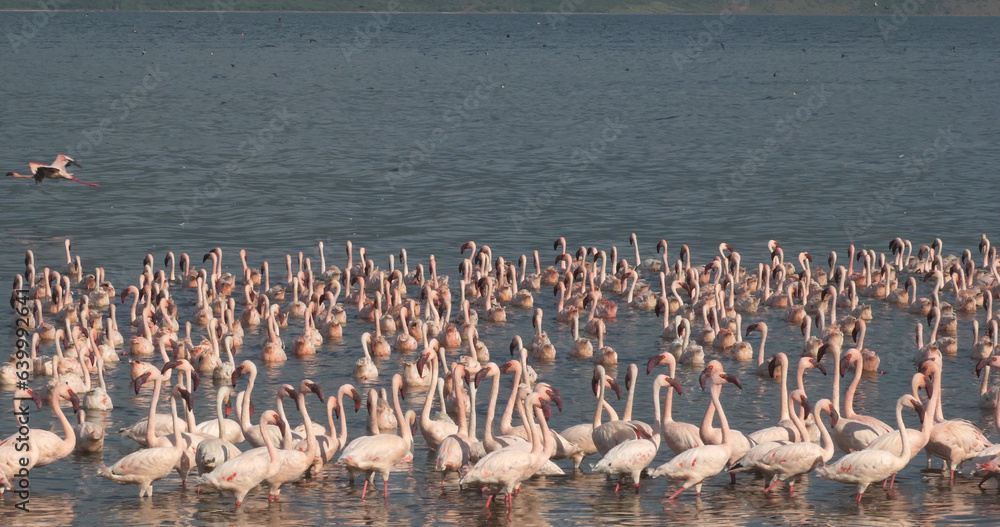 Naklejka premium Lesser Flamingo, phoenicopterus minor, Colony at Bogoria Lake in Kenya