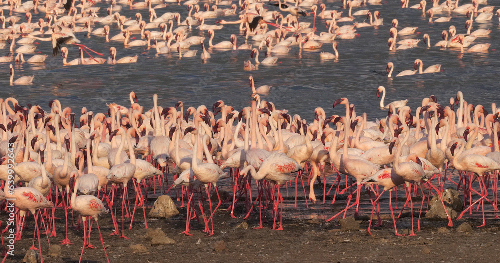 Obraz premium Lesser Flamingo, phoenicopterus minor, Colony at Bogoria Lake in Kenya