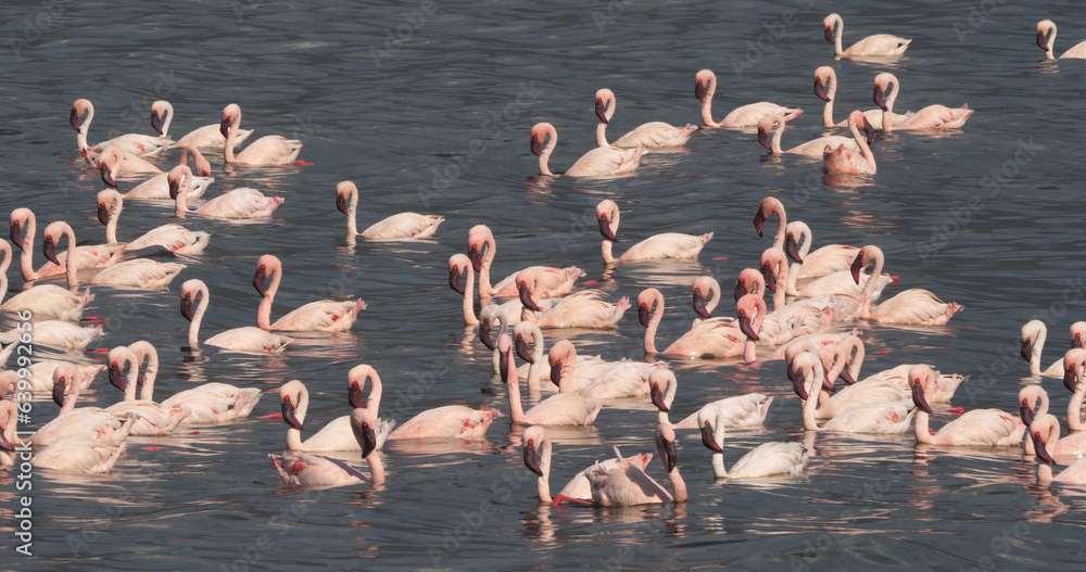 Fototapeta premium Lesser Flamingo, phoenicopterus minor, Colony at Bogoria Lake in Kenya