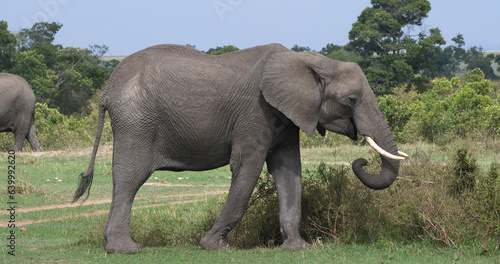 African Elephant, loxodonta africana, Adult in the Bush, Masai Mara Park in Kenya