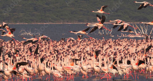 Lesser Flamingo, phoenicopterus minor, Group in Flight, Colony at Bogoria Lake in Kenya photo